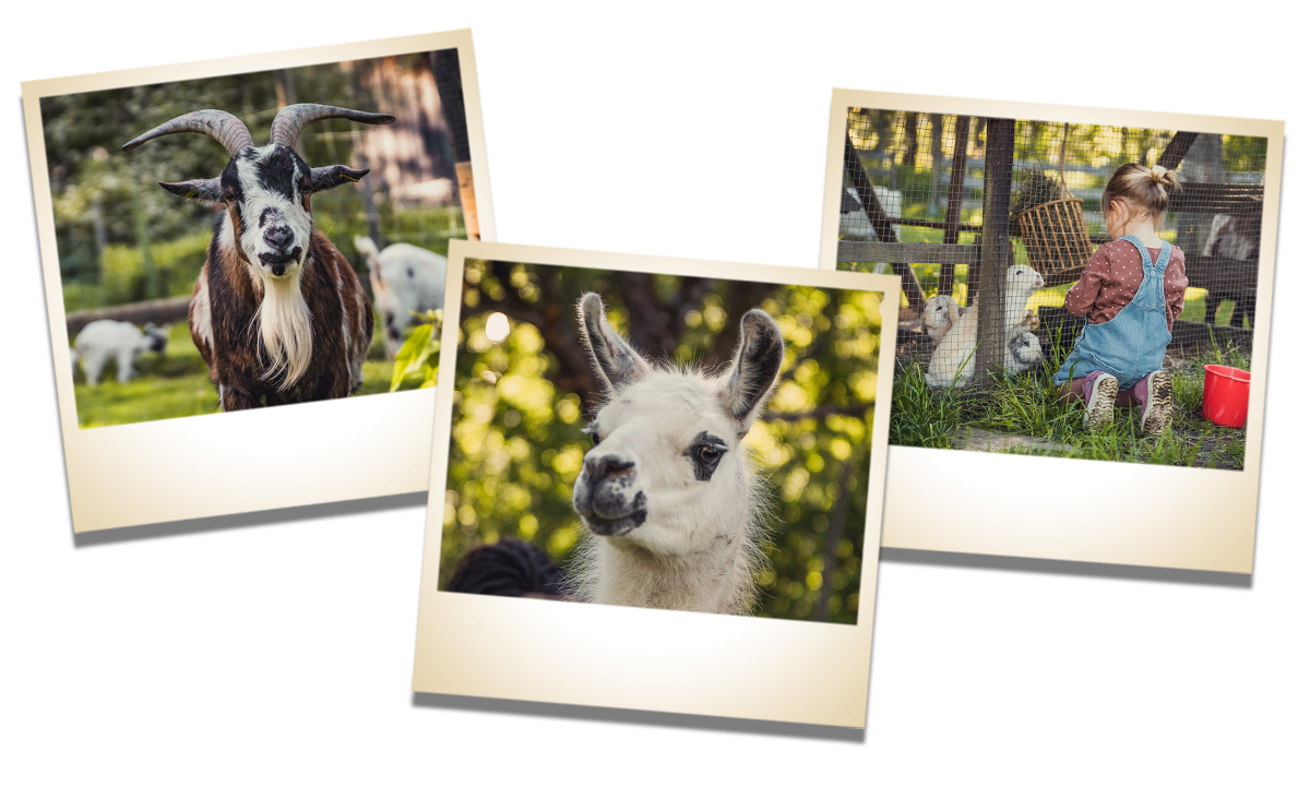 loewen-wirtshaus-aitrach-collage-tiere